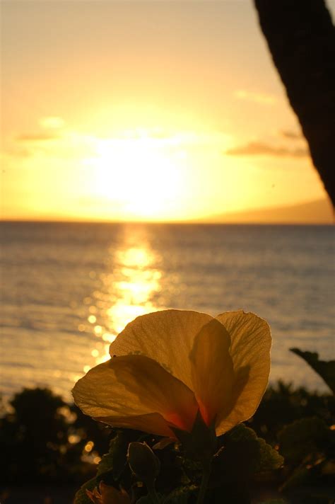 Flower At Sunset Airport Beach Maui Hawaii James Van Horne Flickr