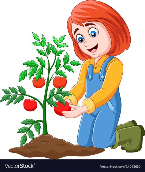 Cartoon Girl Harvesting Tomatoes Royalty Free Vector Image