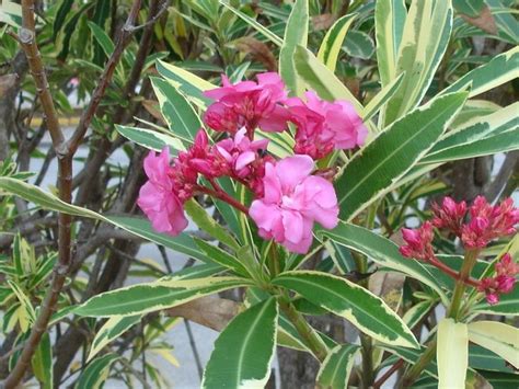 Nerium Oleander Double Variegated Pink Aloha Tropicals