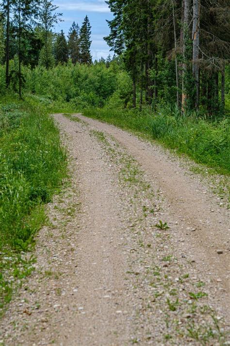 Romantic Gravel Dirt Road In Countryside In Summer Green Evening Stock