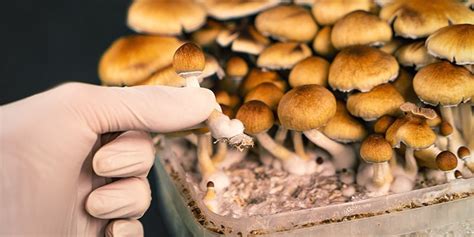 Learn How And When To Harvest Magic Mushrooms Zamnesia Blog