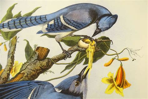 Audubons Birds Of America Multimedia Isakka
