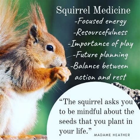 Squirrel Medicine Spirit Animal Animal Symbolism Animal Spirit Guides