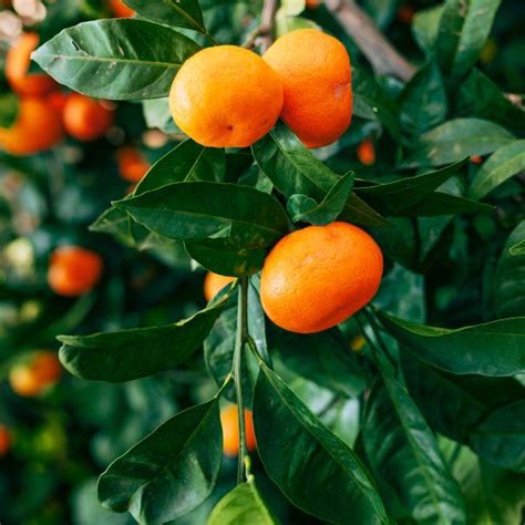 Tango Mandarin Buy At Nature Hills Nursery