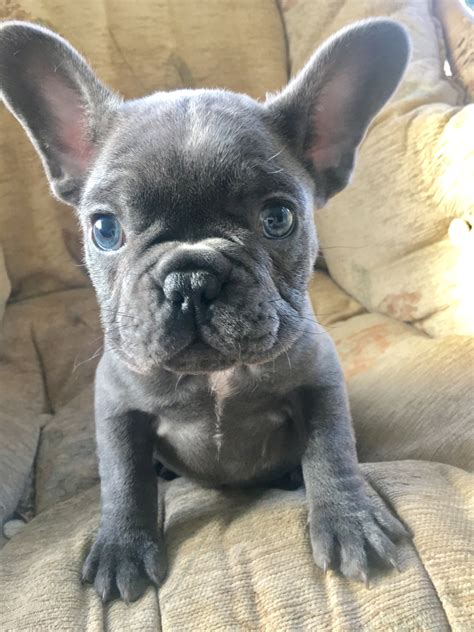Find blue french bulldog in canada | visit kijiji classifieds to buy, sell, or trade almost anything! Blue fawn carrying chocolate KC French Bulldog pups ...