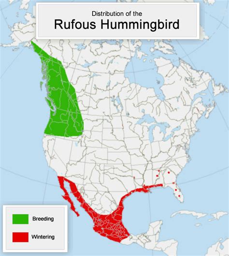 Rufous Hummingbird Migration Map