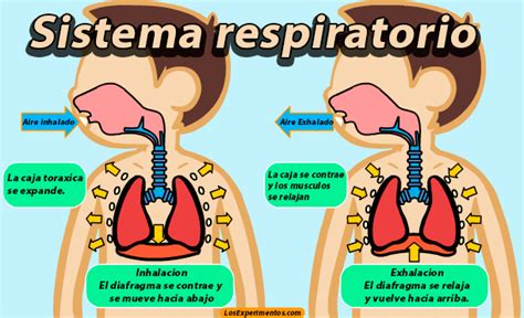 Tema 3 El Sistema Respiratorio Ciencias Naturales