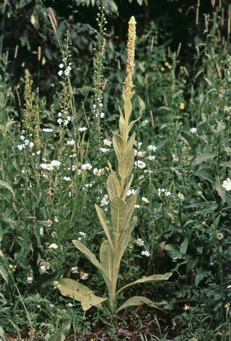 Mullein Herb Medicinal Flowering Britannica