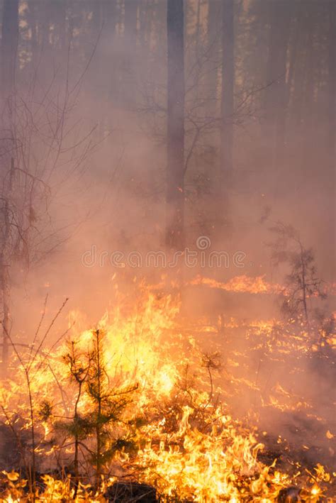 Flame Is Starting To Damage The Trunk On Forest Fire Stock Image