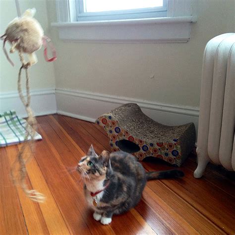 We did not find results for: Fat Cats Are Not OK: Why Your Cat Needs Exercise - Catster