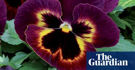 Plant Of The Week Pansy Matrix Sangria Gardens The Guardian
