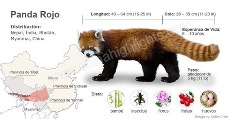 Panda Rojo Caracteristicas Dónde Viven Qué Comen