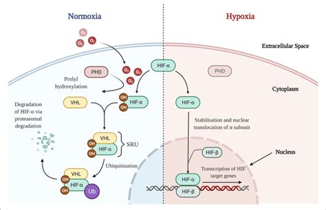 Hif Signaling Pathways In Normoxic And Hypoxic States Normoxia In Download Scientific