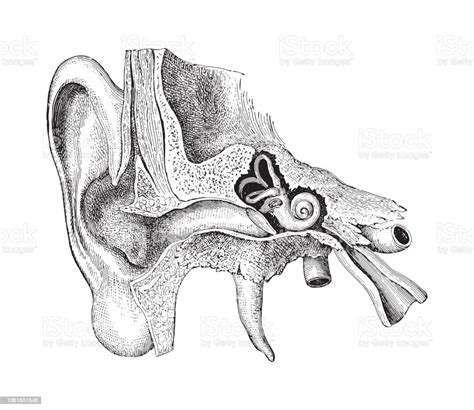 Human Ear Anatomy Vintage Engraved Illustration Stock Illustration