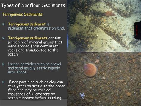 The genomes represent both completely sequenced organisms and those for which sequencing is in progress. PPT - Earth Science 14.3 Seafloor Sediments PowerPoint Presentation, free download - ID:2109909