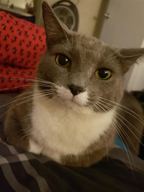 My Favorite Loaf Meow Moe Kittens Cutest Grey And White Cat Pet