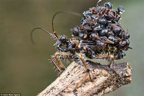 Assassin Bug Carries Dead Ants On Its Back To Ward Off Enemies Daily