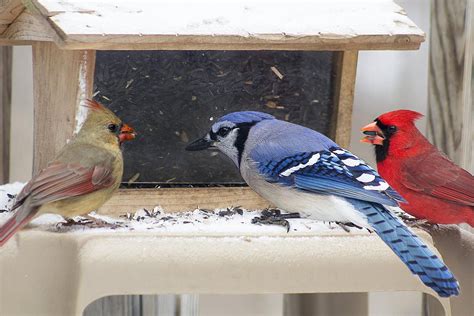 Tips For Feeding Birds In Winter