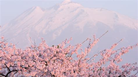 Sakura Flower Background Hd Desktop Wallpapers 4k Hd