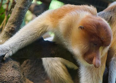 Meet The Proboscis Monkey A Borneo Island Native Taman Safari Bali