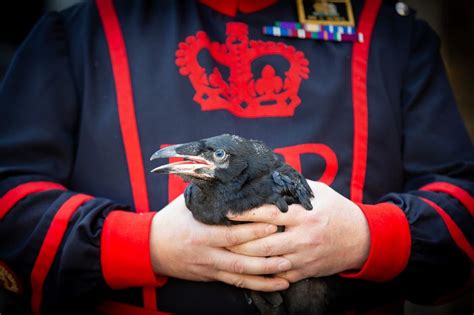 raven chicks hatch at the tower of london for first time in 30 years london evening standard