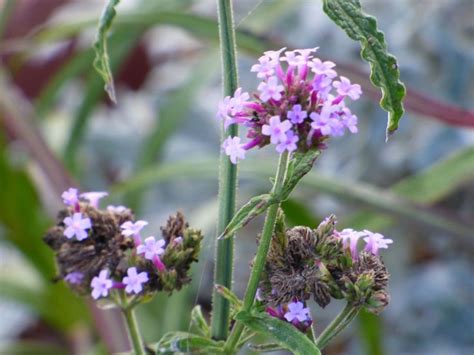 Verbena Seed Harvest Learn How To Collect Verbena Seeds Flower Seeds