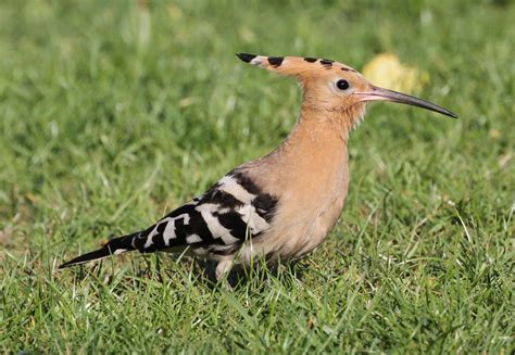 The Hoopoe In Cromarty