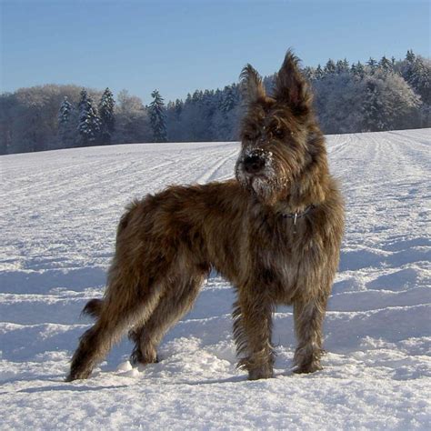 Hence, picardy shepherds require minimal care. Berger Picard Breed Guide - Learn about the Berger Picard.