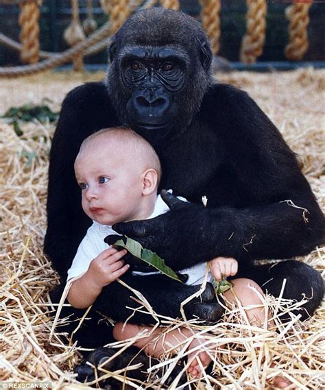 Tansy Of The Apes In Astonishing Images The Enduring Bond Of A Young