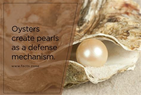Oysters Create Pearls As Facts Zone