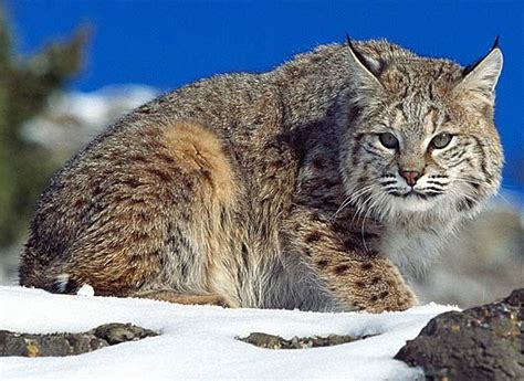 Bobcat North American Wildcat Animal Pictures And Facts