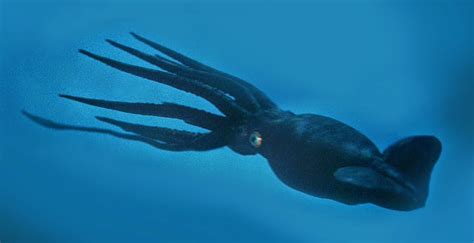 Giant Squid 20000 Leagues Under The Sea Monster Moviepedia