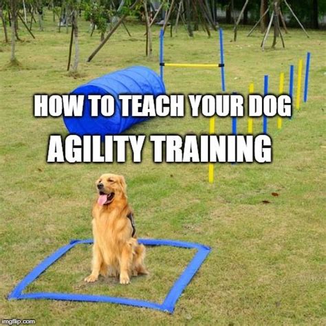 Agility Training For Dogs Dog Training Obedience Dog Obedience Dog