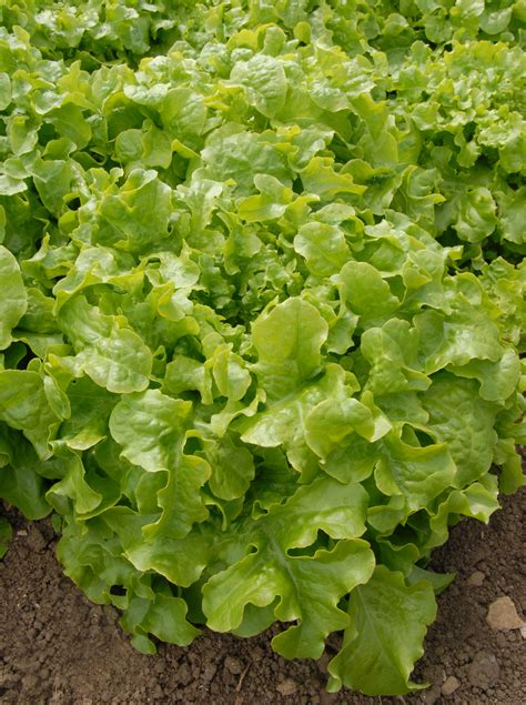 Green leafy vegetables which can be eaten raw, used in salads and soups, separate from lettuce and cabbage family. Choosing the right variety when buying lettuce seed