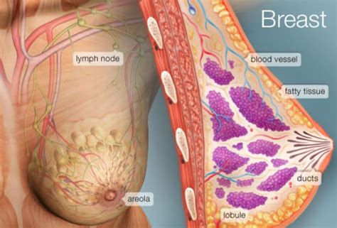 All genders can get breast cancer. The Breast (Human Anatomy): Picture, Function, Conditions, & More