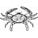 Crab Clipart Clip Crabs Drawn Transparent Evil