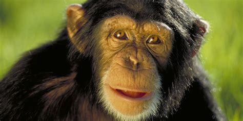 Chimps And Humans Have Similar Personality Traits Ape Researchers Say