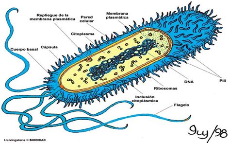 Bacterias Definicion Y Estructura Images