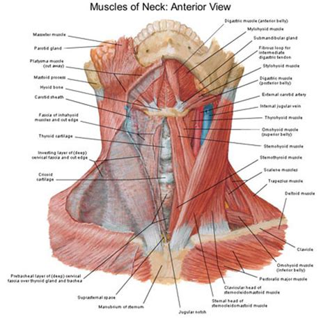 The Anterior Zone Triangle Of The Neck Is Bordered Laterally By The