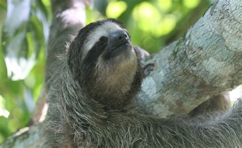 Nature A Sloth Named Velcro Kpbs Public Media