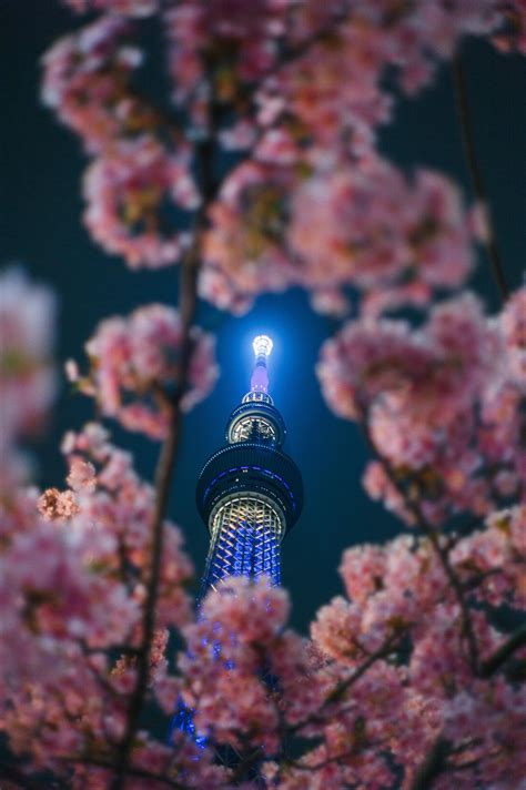 Evening Cherry Blossoms At Tokyo Skytree Rphotographs