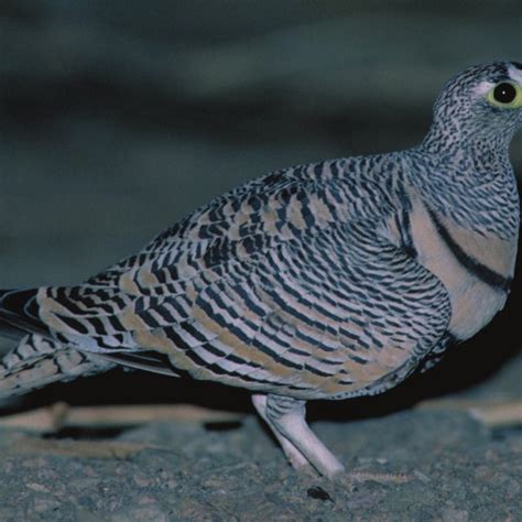 Pdf Photospot Lichtensteins Sandgrouse Pterocles Lichtensteinii