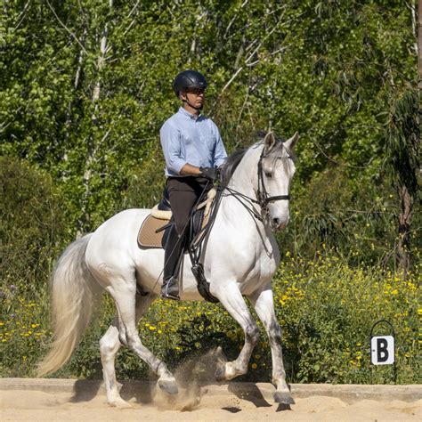 Working Equitation Potential Lusitano Horse Finder