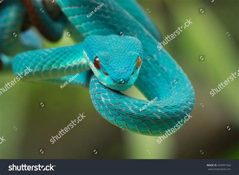 Blue Viper Snake On Branch Viper Stock Photo 699491566 Shutterstock
