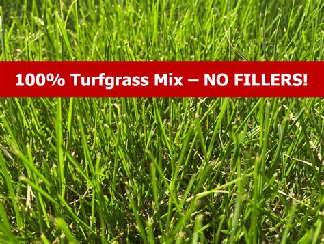 Overtime Tall Fescue Grass Seed A Drought Resistant Deep Rooting
