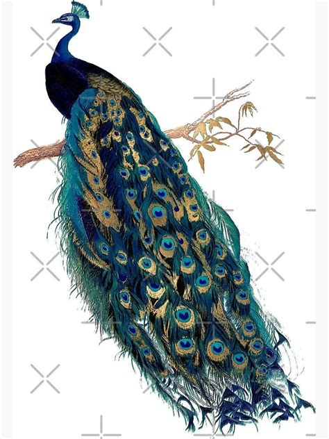 Vintage Peacock Canvas Print By Pixdezines Redbubble In 2021