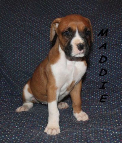 Explore 37 listings for boxer puppies for sale in england at best prices. Adorable CKC Boxer Puppies For Sale--ONLY FOUR LEFT for ...