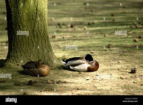 Sleeping Ducks Under A Tree Stock Photo Alamy