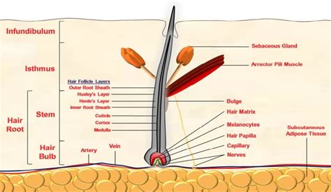 Hair Follicle Structure Download Scientific Diagram
