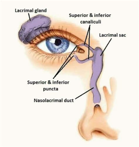 Do Tear Ducts Drain Into The Nose Best Drain Photos Primagemorg